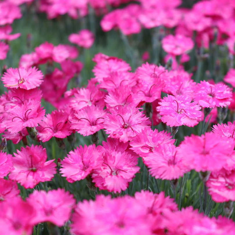 Close up image of Paint The Town Magenta dianthus flowers
