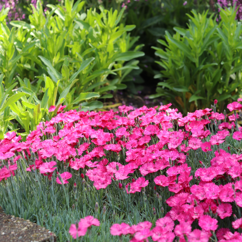 Pink dianthus flowers in a garden hedge