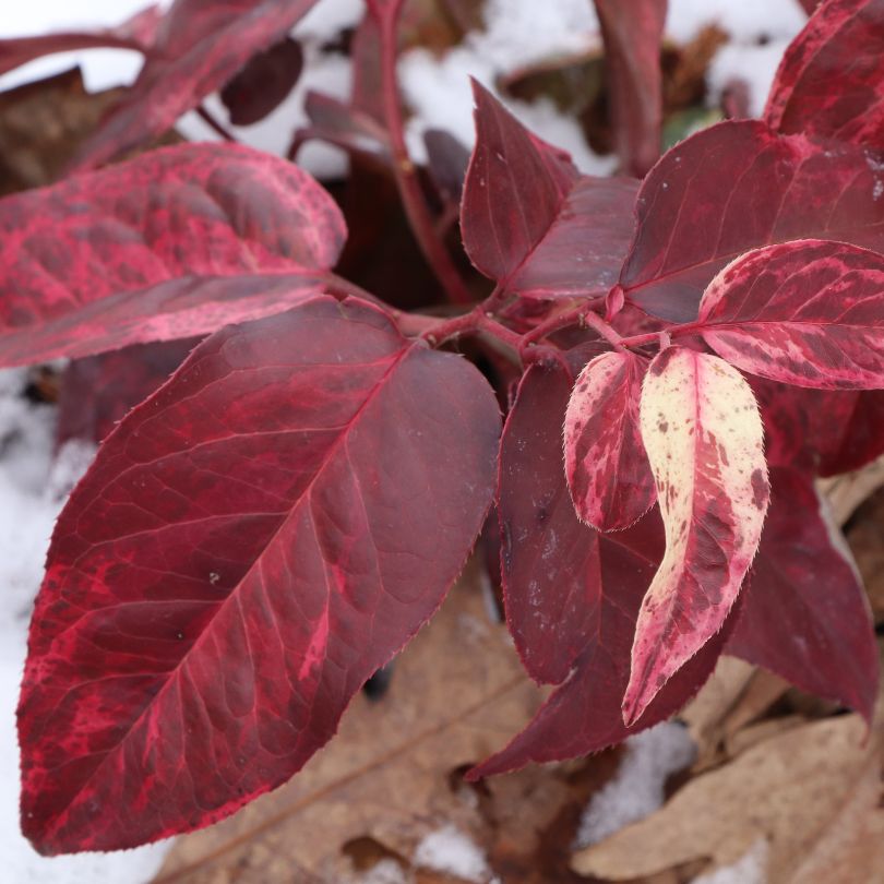 Doghobble plants with red evergreen foliage in the winter 