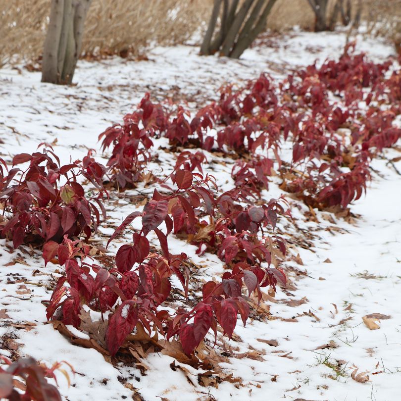 Doghobble plants with red evergreen foliage in the winter 