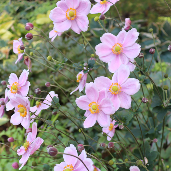 Pale_Pink_Japanese_Anemone_gra Pale_Pink_Japanese_Anemone_gra