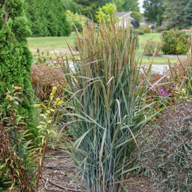 Ornamental switchgrass in a garden hedge with tan flowers