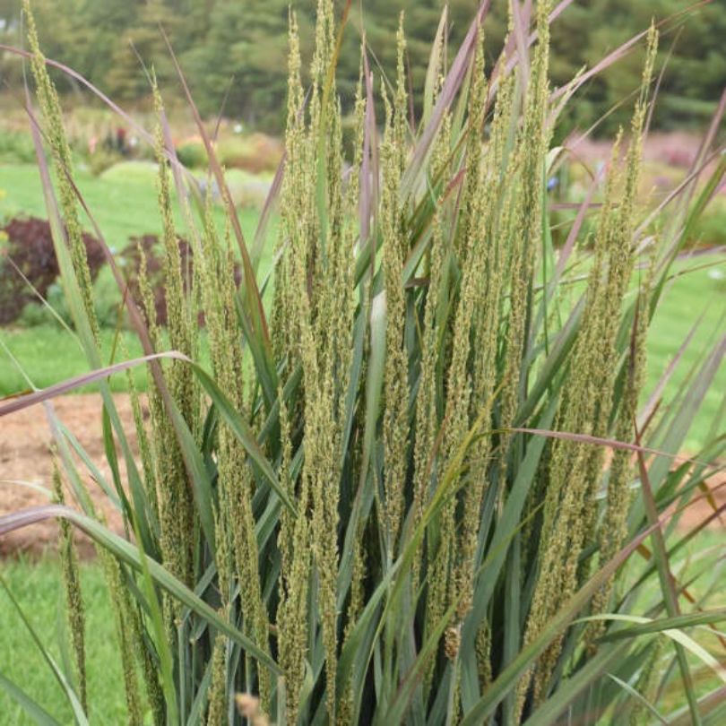Close up image of switchgrass plumes in late summer