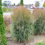 Le panic érigé Prairie Winds® 'October Sky' présente des panicules dressées et élégantes, et des feuilles retombantes. 