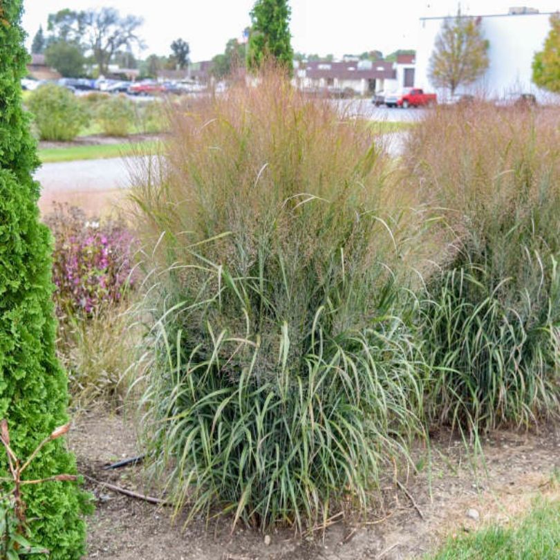 Le panic érigé Prairie Winds® 'October Sky' présente des panicules dressées et élégantes, et des feuilles retombantes. 