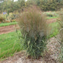 Plante herbacée haute aux épis dressés, dans un jardin avec de la verdure en arrière-plan.