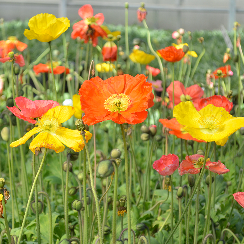 Close up of 'Champagne Bubbles' Icelandic Poppy Mix's cheery orange, pink, red, white & yellow hues