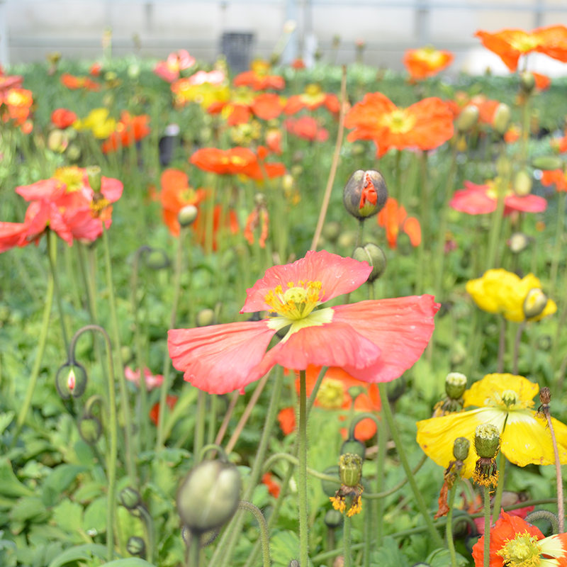 Close up of 'Champagne Bubbles' Icelandic Poppy Mix's cheery orange, pink, red, white & yellow hues