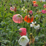 Gros plan sur les joyeuses teintes orange, rose, rouge, blanc et jaune du mélange de pavots islandais « Champagne Bubbles ».