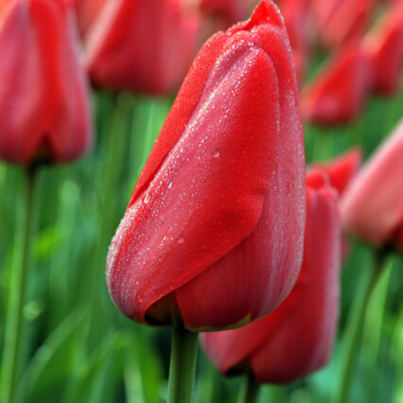 Gouttes d'eau sur un gros plan d'une tulipe rouge vif « Parade » avec un arrière-plan flou