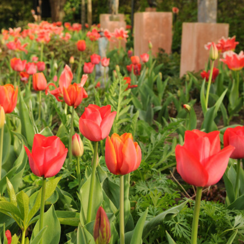Un parterre de fleurs débordant de tulipes 'Parade' rouge vif, entouré de verdure.