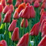Une plantation massive de tulipes 'Parade' rouge vif au sommet de robustes tiges vertes.