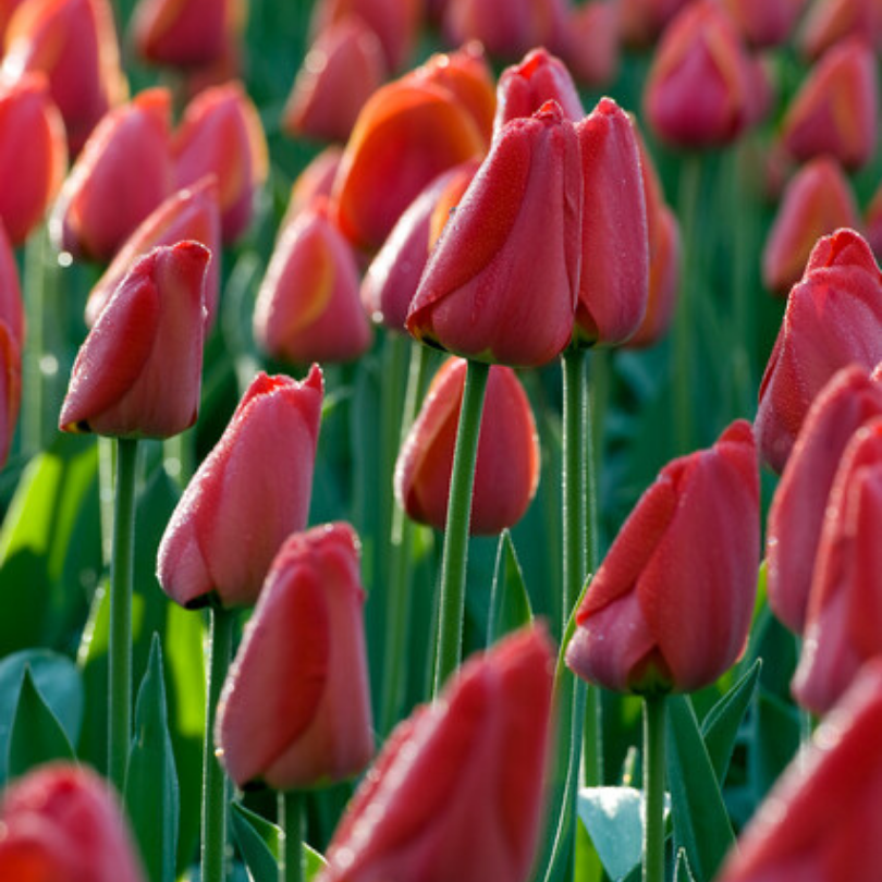 Une plantation massive de tulipes 'Parade' rouge vif au sommet de robustes tiges vertes.