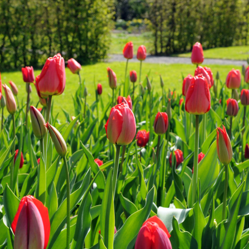 Darwin Hybrids Parade Tulip - Thumbnail 3