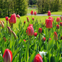 Un massif de tulipes rouges « Parade » sur fond de paysage vert flou.