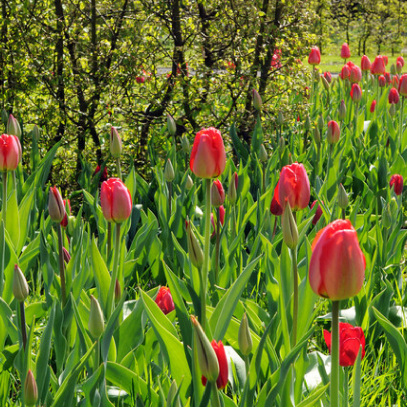Darwin Hybrids Parade Tulip - Thumbnail 2