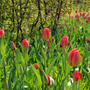 Des tulipes 'Parade' rouge vif commencent à fleurir au sommet de robustes tiges vertes dans un parterre de jardin luxuriant.