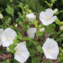 Several white Paraplu Pure White rose of sharon flowers surrounded by green foliage and light green buds. 
