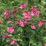 Rose rouge Paraplu® de Sharon, fleurs rouges et feuilles vertes dans un cadre naturel