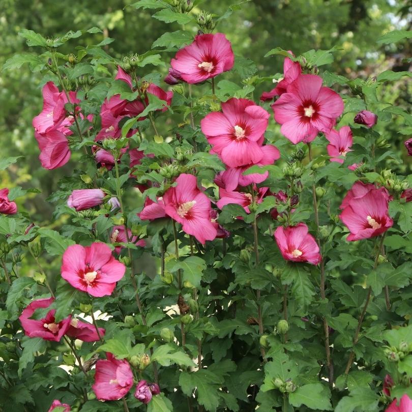 Rose rouge Paraplu® de Sharon, fleurs rouges et feuilles vertes dans un cadre naturel