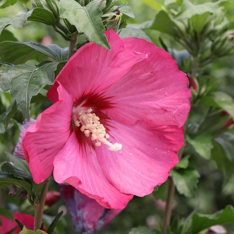 Gros plan d'une fleur rose foncé à rouge clair avec des feuilles vertes en arrière-plan
