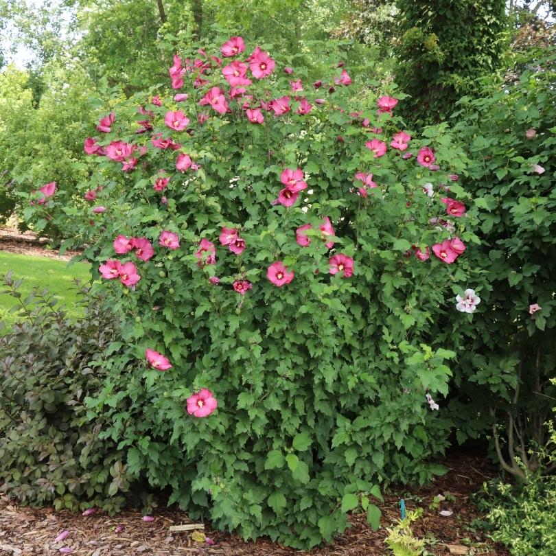 Rose de Sharon rouge Paraplu® avec des fleurs rouge clair et des feuilles vertes dans un cadre de jardin