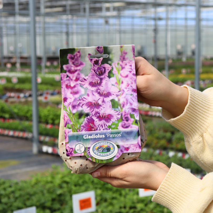 planting glads in pots Passos' Gladiolus Plants For Sale