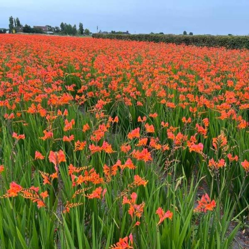 ミニーちゃんチェリーブロッサム Peach Melba' Montbretia (Crocosmia) | Perennials – Great Garden Plants