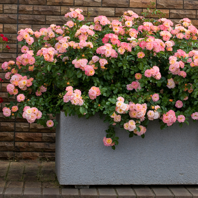 Container with peachy pink roses spilling out of the sides