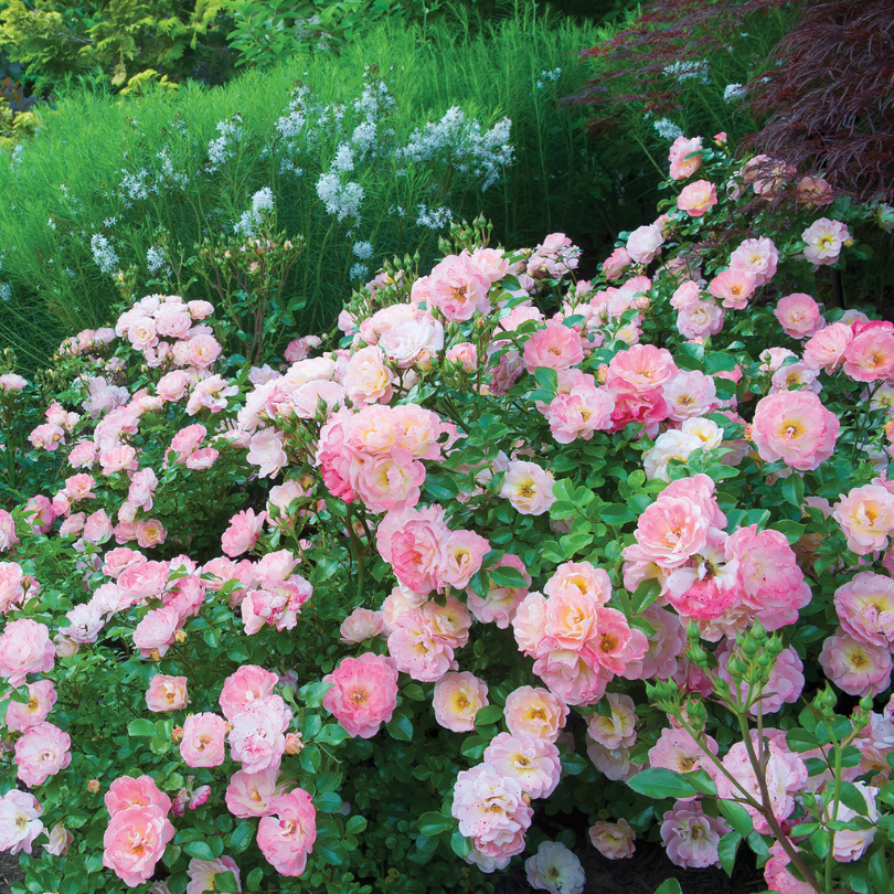 Garden border full of peachy pink roses