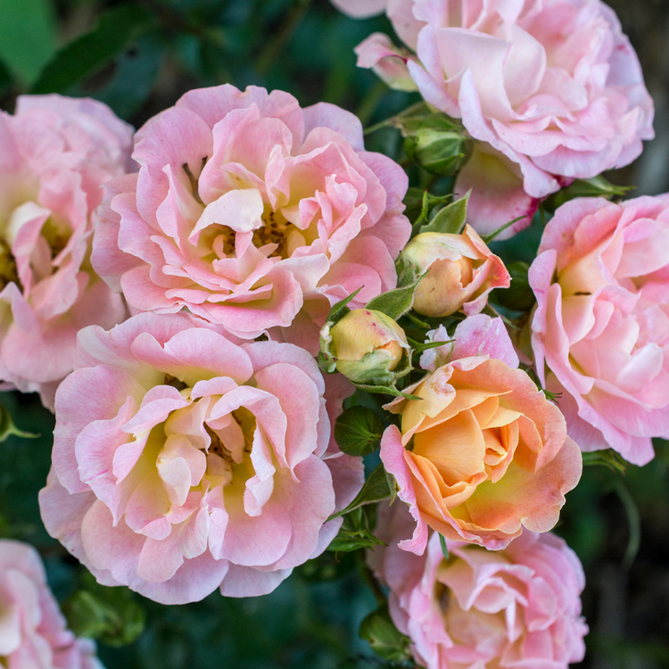 Close up image of soft peachy pink rose petals