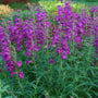 Shows the flower spikes and green foliage of Cha Cha Purple Beardtongue 