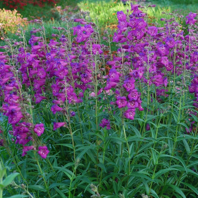 Shows the flower spikes and green foliage of Cha Cha Purple Beardtongue 