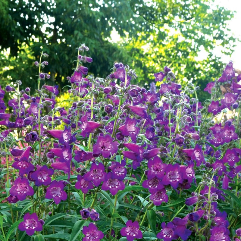 Close up of deep purple flower spikes