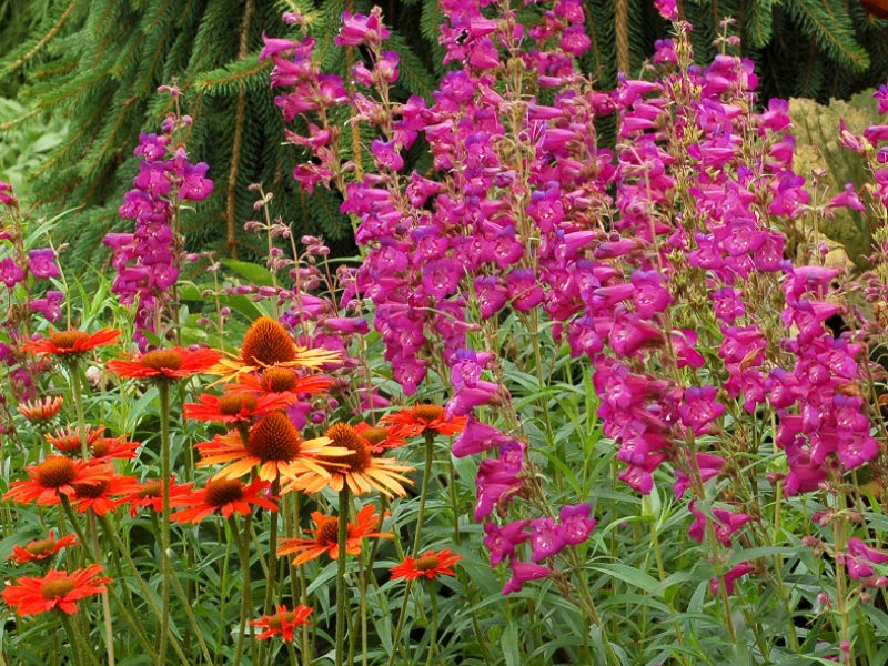 Purple flower spikes top green foliage of Cha Cha Purple Beardtongue next to orange coneflowers