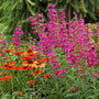 Purple flower spikes top green foliage of Cha Cha Purple Beardtongue next to orange coneflowers