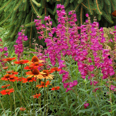 Purple flower spikes top green foliage of Cha Cha Purple Beardtongue next to orange coneflowers