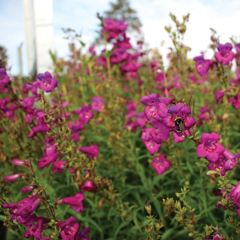 Close up of a bee on Cha Cha Purple Beardtongue