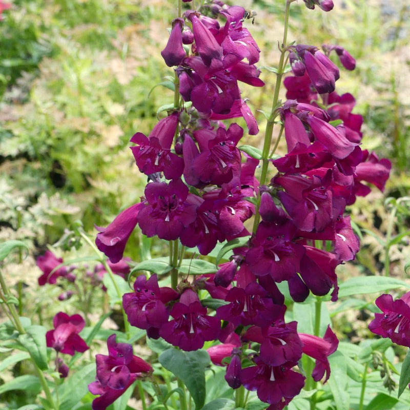 Close up of deep purple flower spikes 