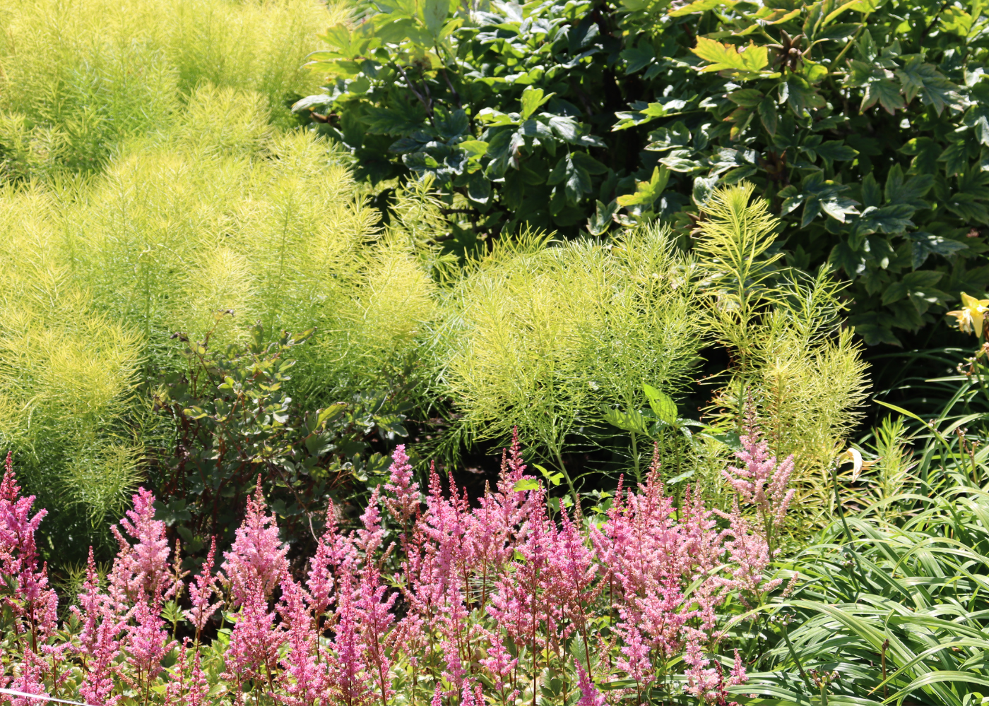 Garden scene with pink astilbe flowers and green bluestar foliage