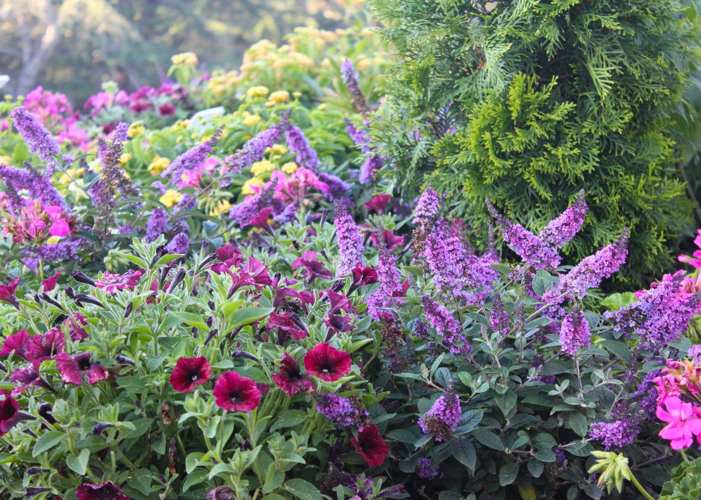 Buddleia flowers and perennial hibiscus in a colorful garden