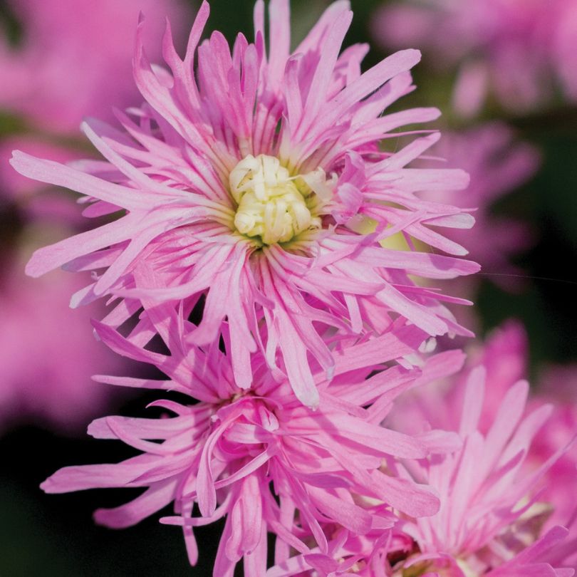 « Petite Jenny » Rougegorge fleuri (Lychnis)