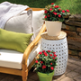 Rosier nain Knock Out planté en pots sur terrasse