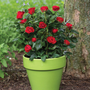 une rose rouge fleurit dans un pot vert
