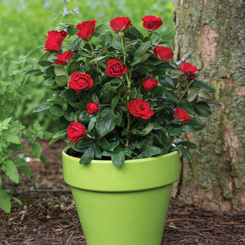 une rose rouge fleurit dans un pot vert