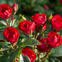 Gros plan sur les fleurs rouges d'une rose Petite Knock Out