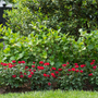 Rosier nain Knock Out planté dans une haie de jardin