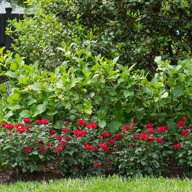 Rosier nain Knock Out planté dans une haie de jardin