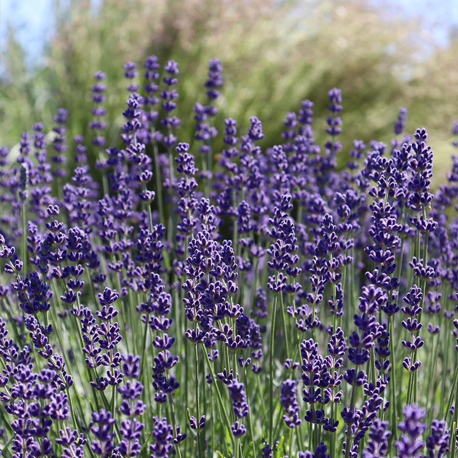 Up close image of bright purple lavender flowers