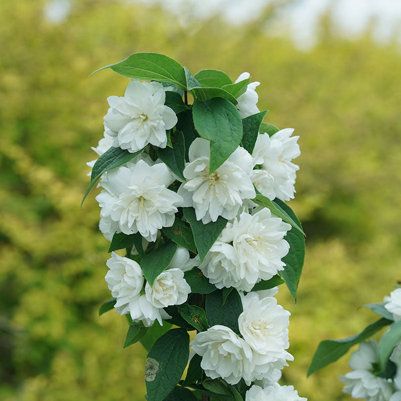 Gros plan sur un seringat Illuminati Spice aux fleurs blanches parfumées en été.